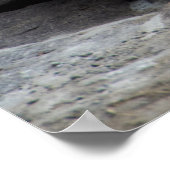 ベンガリラックスルホワイトタイガー写真 ポスター (角)