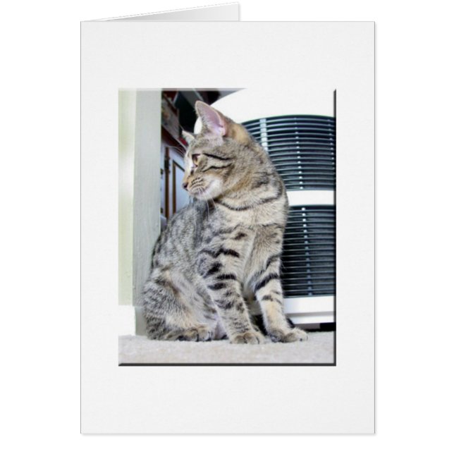 ベンガルのかわいらしいベビー (正面)