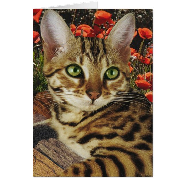 ベンガルのカードおよびステッカー (正面)