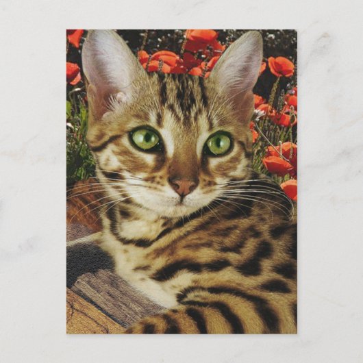 ベンガルのカードとシール ポストカード (正面)