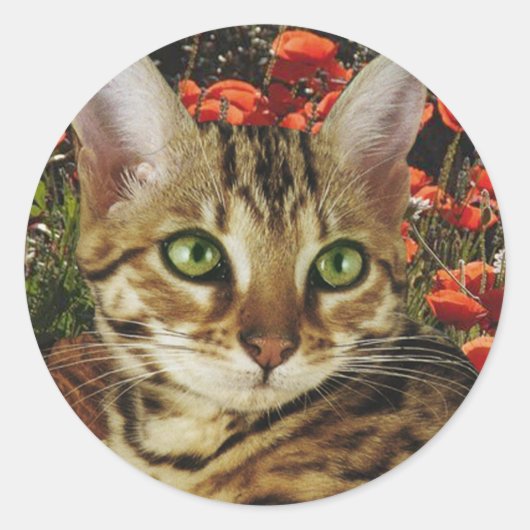 ベンガルのカードとシール ラウンドシール (正面)