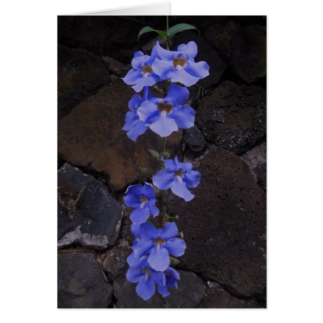 ベンガルのノウゼンカツラ (正面)