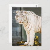 ベンガルのホワイトタイガーがあなたを見つめて写真 ポストカード (正面/裏面)