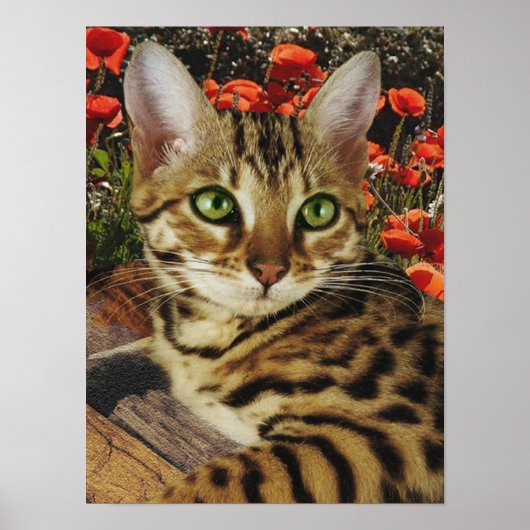 ベンガルのポスター ポスター (正面)