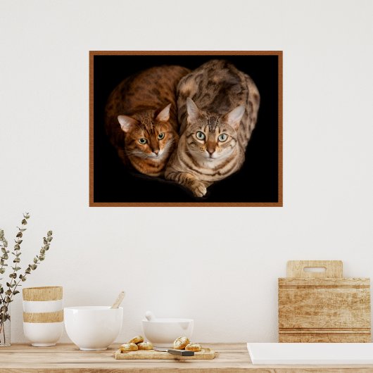 ベンガルの子猫のペア ポスター (キッチン)