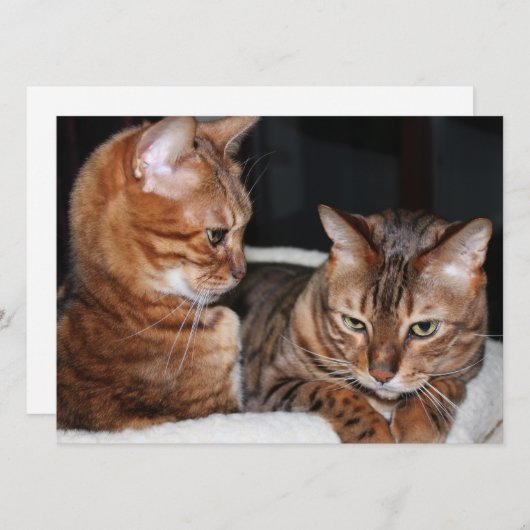 ベンガルの猫たちが挨拶をミーム シーズンカード (正面/裏面)