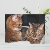 ベンガルの猫たちが挨拶をミーム シーズンカード (スタンド正面)