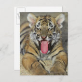 ベンガルの虎の口を開く ポストカード (正面/裏面)