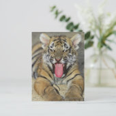 ベンガルの虎の口を開く ポストカード (スタンド正面)