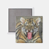ベンガルの虎の口を開く マグネット (正面/裏面)