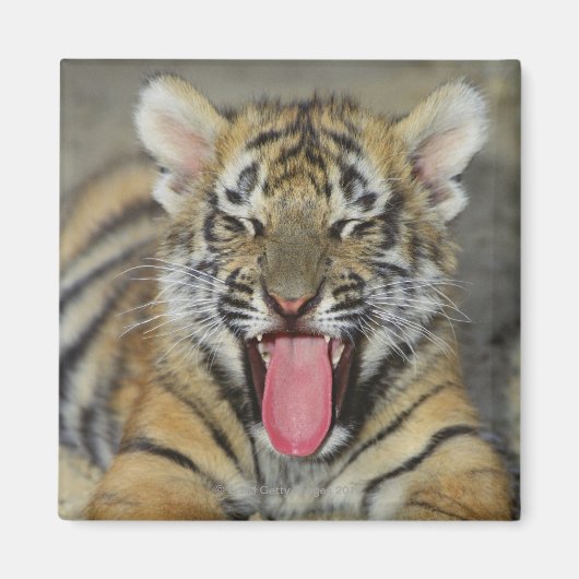 ベンガルの虎の口を開く マグネット (正面)