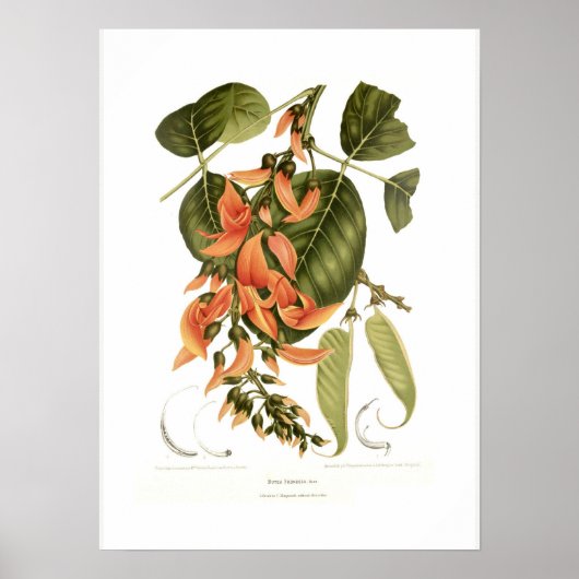 ベンガルキノ ポスター (正面)