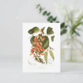 ベンガルキノ ポストカード (スタンド正面)