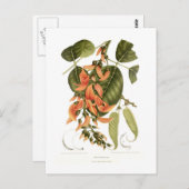 ベンガルキノ ポストカード (正面/裏面)