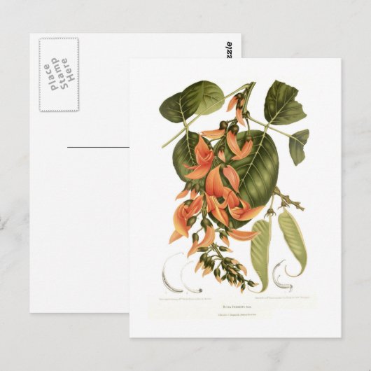 ベンガルキノ ポストカード (正面/裏面)