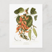 ベンガルキノ ポストカード (正面)