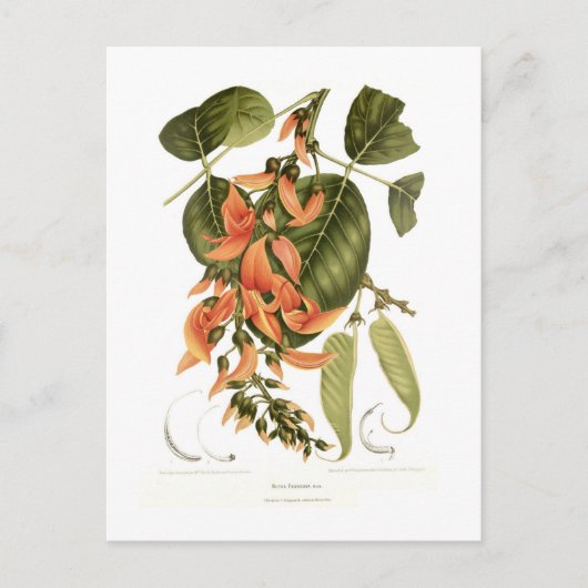 ベンガルキノ ポストカード (正面)