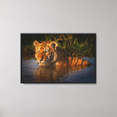 ベンガルタイガーが水からあなたを見包まれたる キャンバスプリント (正面)