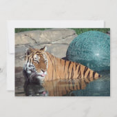 ベンガルタイガーのカスタマイズ可能な発表 案内状 (正面)