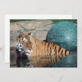 ベンガルタイガーのカスタマイズ可能な発表 案内状 (正面/裏面)