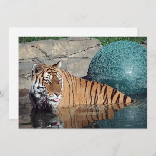 ベンガルタイガーのカスタマイズ可能な発表 案内状 (正面/裏面)