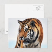 ベンガルタイガース野生生物 ポストカード (正面/裏面)