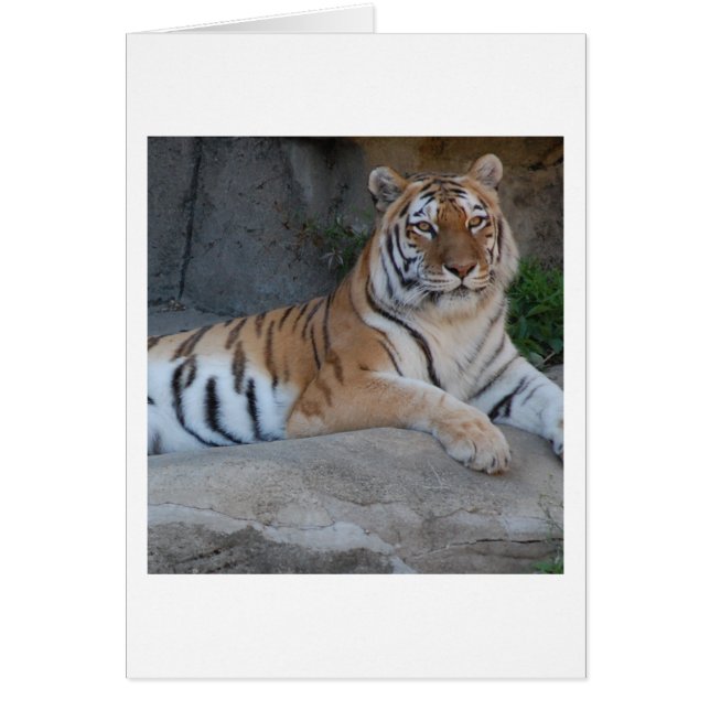 ベンガルタイガース (正面)