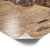 ベンガルタイガース フォトプリント            (角)