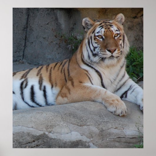 ベンガルタイガース ポスター (正面)