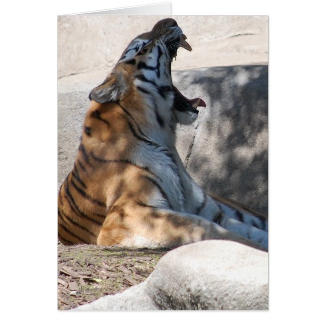 ベンガルタイガーラブ (正面)