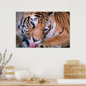 ベンガルタイガー清掃ポスター ポスター (キッチン)