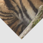 ベンガルタイガー熱帯性パームデクページ 薄葉紙 (詳細)