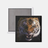ベンガルタイガー野生動物大きな猫恋人の写真 マグネット (正面/裏面)