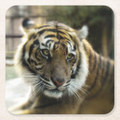 ベンガルタイガー スクエアペーパーコースター (正面)