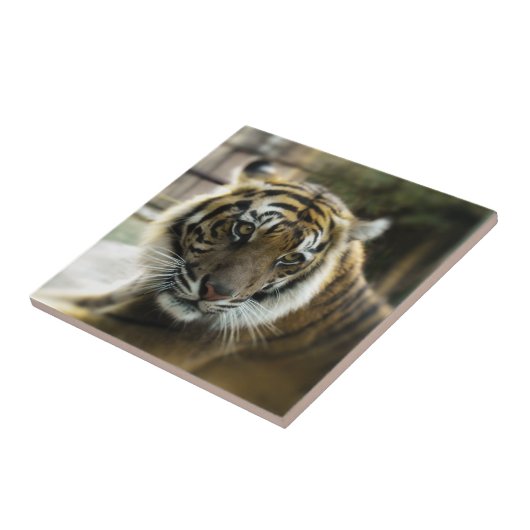 ベンガルタイガー タイル (側面)