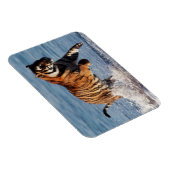 ベンガルタイガー（パンテラティグリス） マグネット (右側)