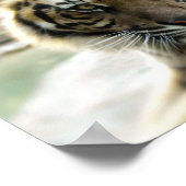 ベンガルタイガー ポスター (角)