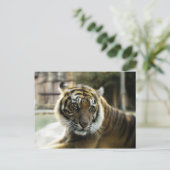 ベンガルタイガー ポストカード (スタンド正面)