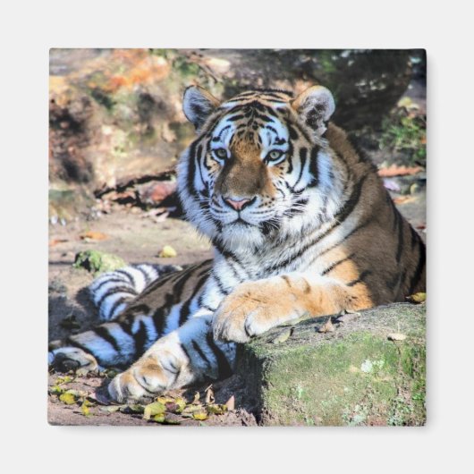 ベンガルタイガー マグネット (正面)