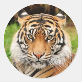 ベンガルタイガー ラウンドシール