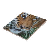 ベンガルトラがアフリカに迫る タイル (側面)