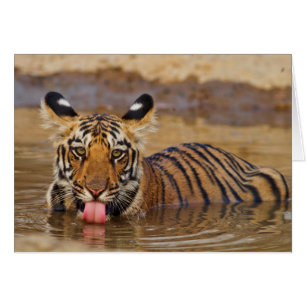 ベンガルトラの子どもの水飲み