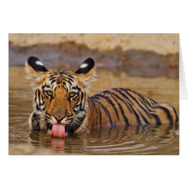 ベンガルトラの子どもの水飲み (正面横)