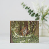 ベンガルトラ葉書(7 x 5) ポストカード (スタンド正面)