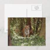 ベンガルトラ葉書(7 x 5) ポストカード (正面/裏面)