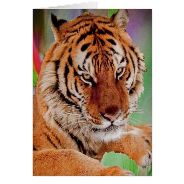 ベンガルトラ (正面)