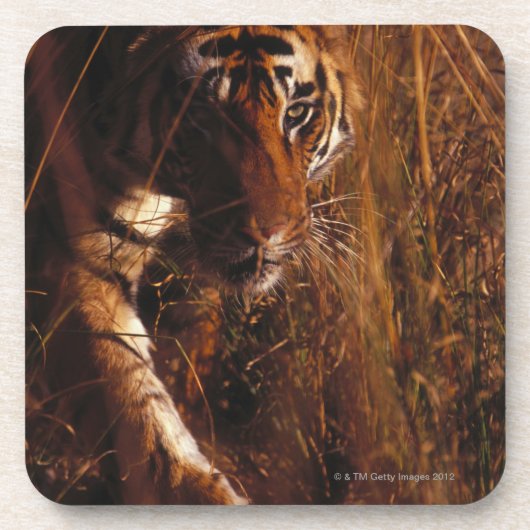 ベンガルトラ コースター (正面)