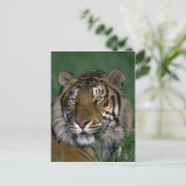 ベンガルトラ ポストカード (スタンド正面)