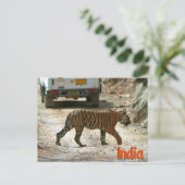 ベンガルトラ ポストカード (スタンド正面)