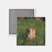 ベンガルトラ マグネット (正面/裏面)